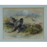 Archibald Thorburn (1860 - 1935), watercolour - Pheasants in woodland, signed, in glazed gilt frame,