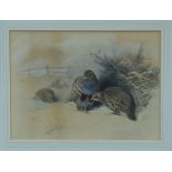 Archibald Thorburn (1860 - 1935), watercolour - English Partridges, signed, in glazed gilt frame,