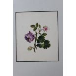 Collection of five early 19th century English School botanical watercolours,