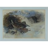 Archibald Thorburn (1860 - 1935), watercolour - Woodcock among the dunes, signed,