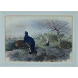 Archibald Thorburn (1860 - 1935), watercolour - Black Grouse and hay stooks, signed,