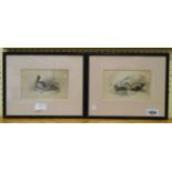 Four framed coloured engraving book plates, depicting ducks and a seabird