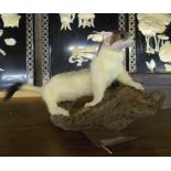 A stuffed and mounted ermine stoat, set on a wooden base