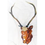 A pair of antlers mounted on a carved wooden stags head with glass eyes and articulate ears