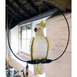 A mid 20th Century porcelain model of a cockatoo perched on hanging metal ring - a/f