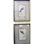 A pair of gilt framed hand coloured bird study book plates, "Cape Parrakeet", plate 20 and "Splendid