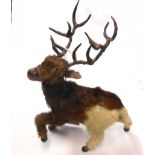 An old fur clad stag