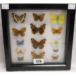 A boxed frame case containing British butterflies