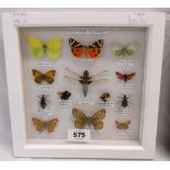 A boxed frame case containing British insects