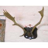 A pair of antlers mounted on a shield shaped plaque