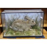 TAXIDERMY, a cased rabbit within a naturalistic setting, glass bears label for J.E. Shelbourne of