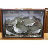 TAXIDERMY, seven sea birds including Kittiwakes, terns and petrels within a naturalistic setting