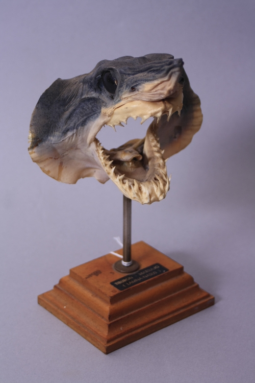 TAXIDERMY, head of small shark with mouth open, mounted on a metal pole and stepped wooden base