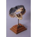 TAXIDERMY, head of small shark with mouth open, mounted on a metal pole and stepped wooden base