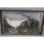 TAXIDERMY, a glazed oak case containing a white Cock Pheasant within a naturalistic setting,