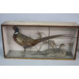 TAXIDERMY, a glazed scumbled pine case containing Cock and Hen Pheasants within a naturalistic