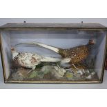 TAXIDERMY, a glazed ebonised case containing two Pheasants and a young Rabbit within a