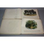 TWO VOLUMES OF 'THIRTY PLATES ILLUSTRATIVE OF NATURAL HISTORY', printed for The Society for