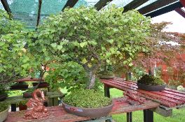 BIRCH, approximately 20/30 years old, brown oval pot