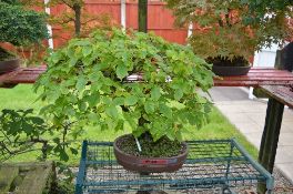 HORNBEAM, approximately 10/15 years old, brown banded pot