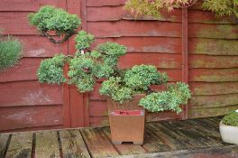 COMMON JUNIPER, approximately 5/10 years old, upright light brown square pot