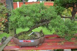 SCOTS PINE, approximately 10/15 years old, brown rectangular pot
