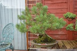 SCOTS PINE, approximately 20/25 years old, light grey unglazed oval pot