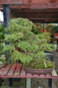 HAWTHORN, approximately 20/30 years old, brown oval pot