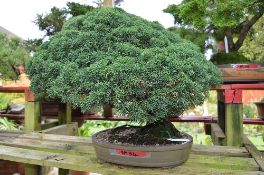 CHINESE JUNIPER, approximately 20/25 years old, green oval pot