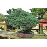 CHINESE JUNIPER, approximately 20/25 years old, green oval pot
