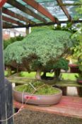 CHINESE JUNIPER, approximately 20/25 years old, brown oval pot