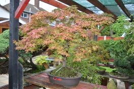 ACER, approximately 10/15 years old, brown oval pot