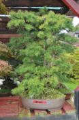 TRIPLE TRUNK LARCH, approximately 20/25 years old, brown pot