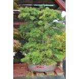 TRIPLE TRUNK LARCH, approximately 20/25 years old, brown pot