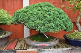CHINESE JUNIPER, approximately 5/10 years old, matt brown oval pot