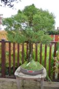 CRYPTOMERIA, approximately 20/30 years old, brown round drum pot