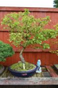 HAWTHORN (PAUL SCARLETT), approximately 10/15 years old, blue glazed oval pot, Ex Glenbrook Bonsai -