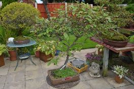 PRUNUS, approximately 10/15 years old, brown banded rectangular pot