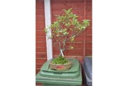 MALUS/CRAB TREE, approximately 20/25 years old, hand thrown Erin brown round pot by Victor