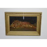 EARLY 20TH CENTURY BRITISH SCHOOL, Recumbant tiger, oil on canvas laid on board, 22cm x 38.5cm