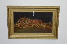 EARLY 20TH CENTURY BRITISH SCHOOL, Recumbant tiger, oil on canvas laid on board, 22cm x 38.5cm