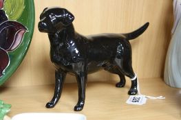 A BESWICK LABRADOR, 'Solomon of Wendover', black No.1548