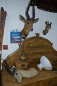 THREE VARIOUS DISTRESSED TAXIDERMY, including an antelope, deer and a fawn