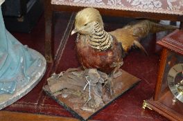 TAXIDERMY OF A GOLDEN PHEASANT, on a wooden plinth