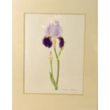 MAUREEN RIBBINS, a watercolour study of an Iris, signed in pencil by the artist, 36cm x 27cm,