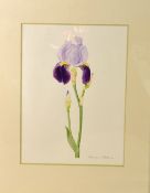 MAUREEN RIBBINS, a watercolour study of an Iris, signed in pencil by the artist, 36cm x 27cm,
