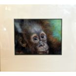 AFTER JOEL KIRK, untitled, a print of a baby ape, 31cm x 24cm, framed