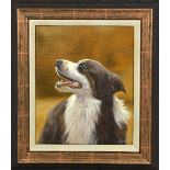 JOHN SILVER 'BORDER COLLIE', an original oil on canvas, signed by the artist, framed,