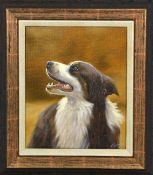 JOHN SILVER 'BORDER COLLIE', an original oil on canvas, signed by the artist, framed,