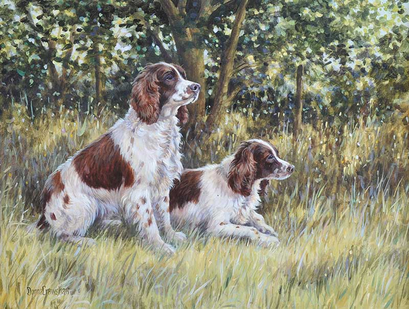 Donna Crawshaw - TWO SPRINGERS - Oil on Board - 12 x 16 inches - Signed